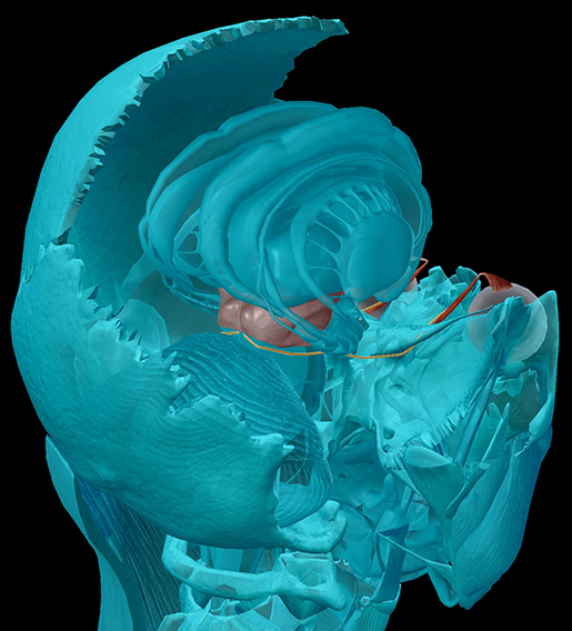 cranial-nerves-04-trochlear